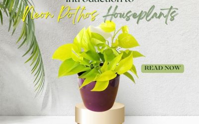 Introduction to Neon Pothos Houseplants