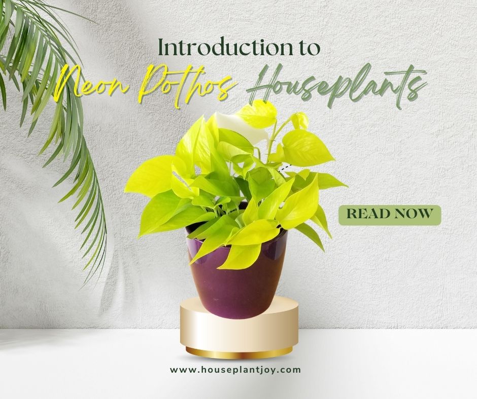 Introduction to Neon Pothos Houseplants