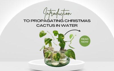 Introduction to Propagating Christmas Cactus in Water