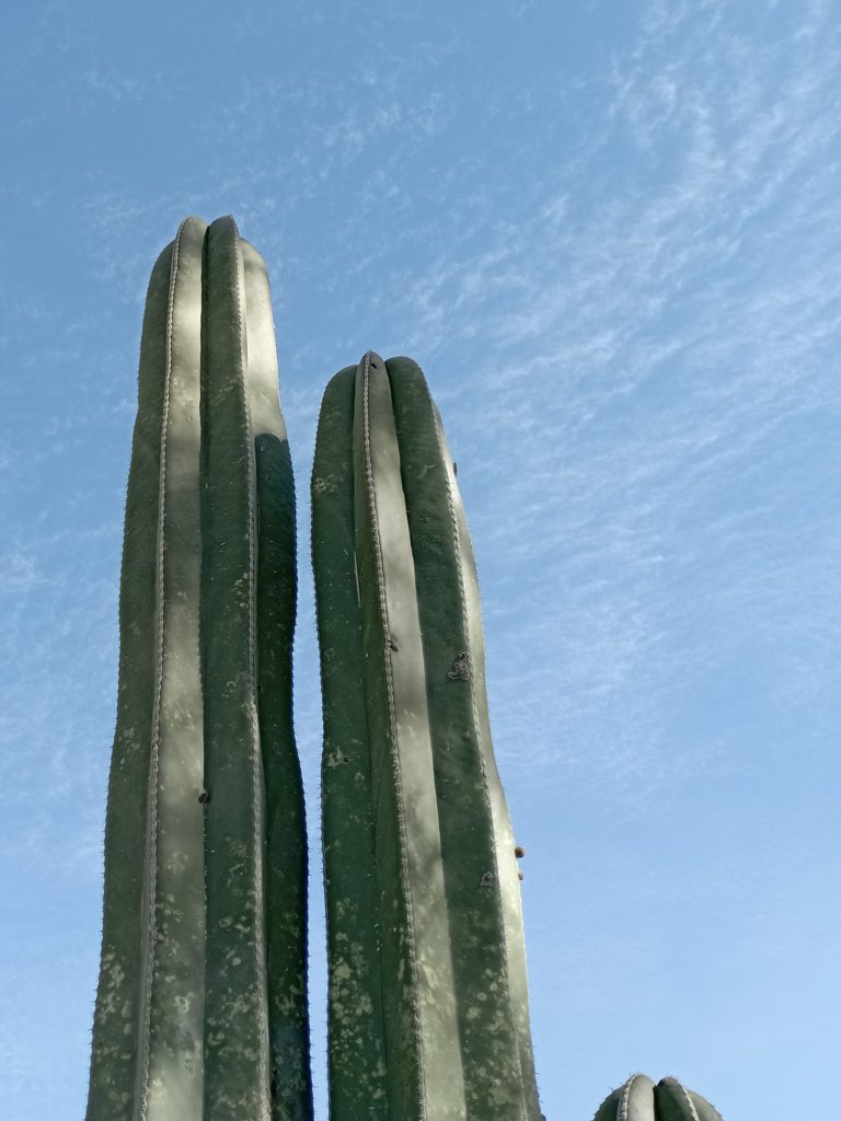 Mexican Fence Post Cactus