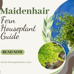 Maidenhair Fern Houseplant Guide