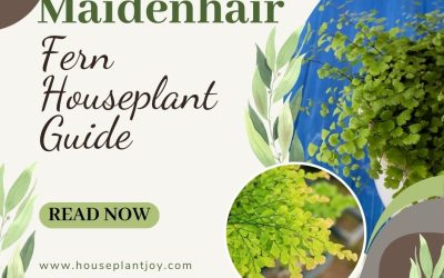 Maidenhair Fern Houseplant Guide