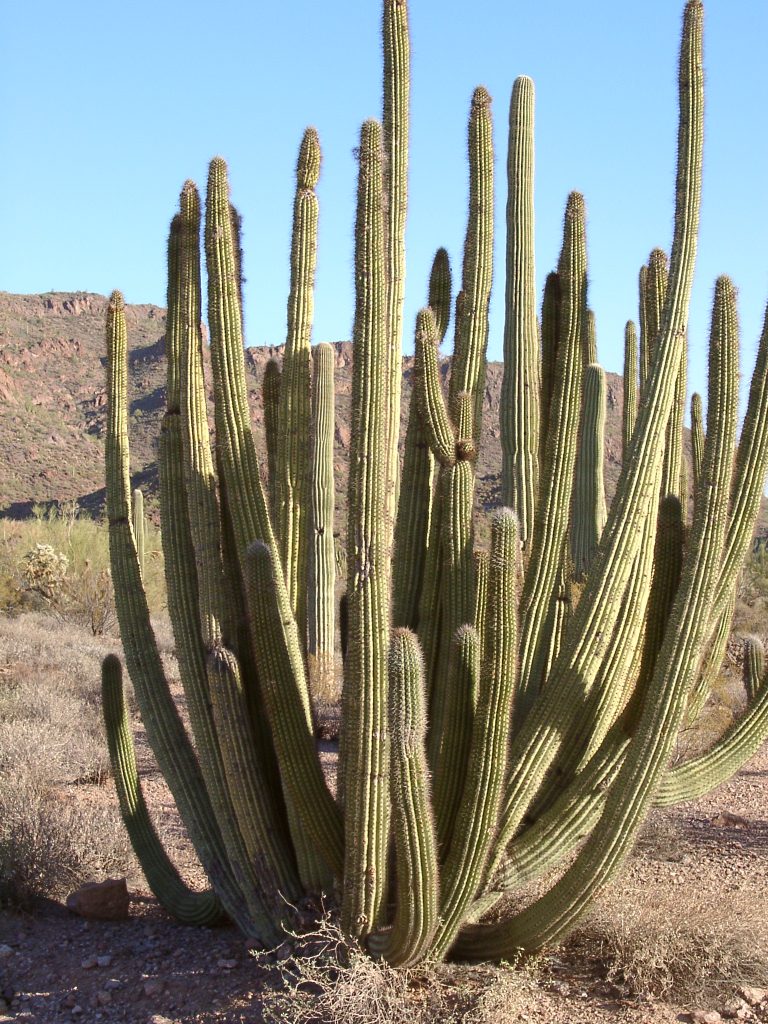 Organ Pipe