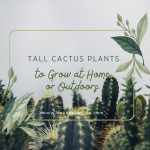 Tall Cactus Plants to Grow at Home or Outdoors