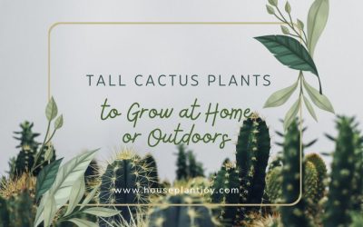 Tall Cactus Plants to Grow at Home or Outdoors