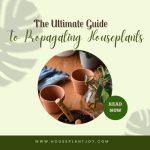 The Ultimate Guide To Propagating Houseplants