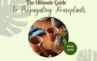 The Ultimate Guide To Propagating Houseplants