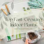 Top Fast-Growing Indoor Plants