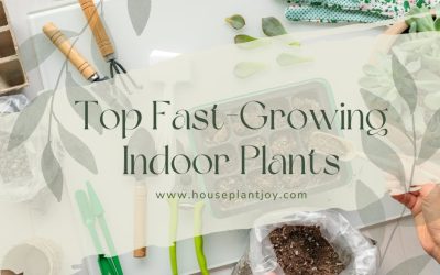 Top Fast-Growing Indoor Plants