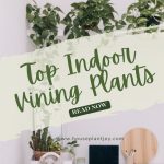 Top Indoor Vining Plants