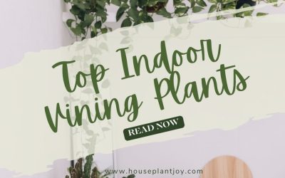 Top Indoor Vining Plants