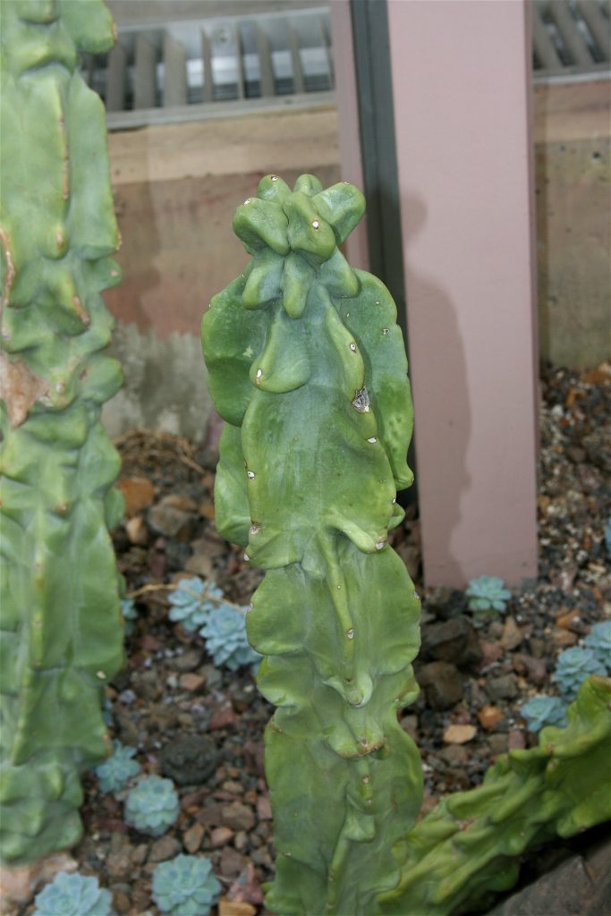 Totem Pole Cactus