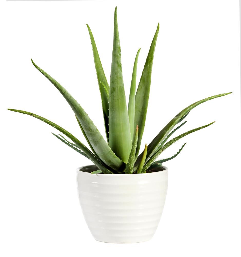 Aloe Vera Plant