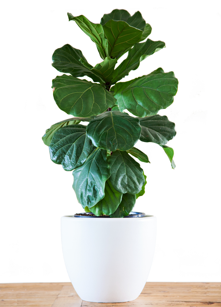 Fiddle Leaf Fig