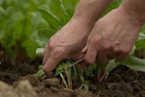 propagating houseplants