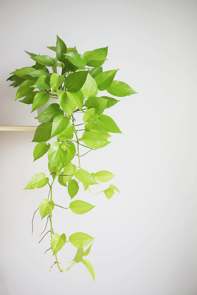 pothos on shelf: pothos houseplant varieties