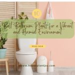 10 Best Bathroom Plants for a Vibrant and Humid Environment