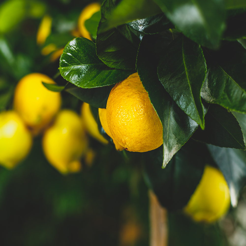 A picture of a Meyer Lemon Tree