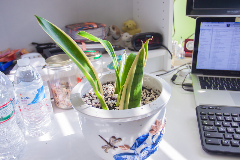 Sansevieria Trifasciata / Flickr / Max Wei