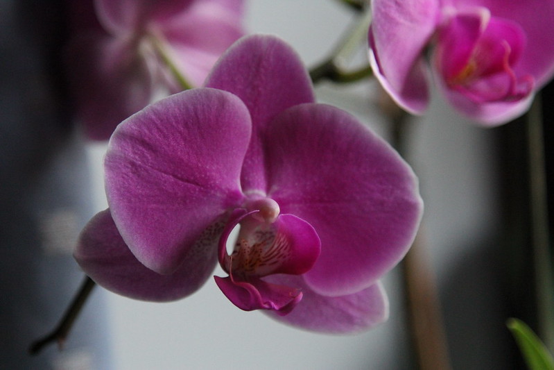 Moth Orchid / Flickr / x70tjw