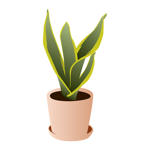 plant, snake plant, house plant