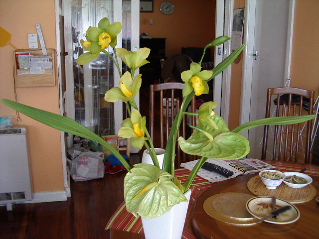 Indoor Foliage Plants / Flickr / RainFox CherryBlossomInRains