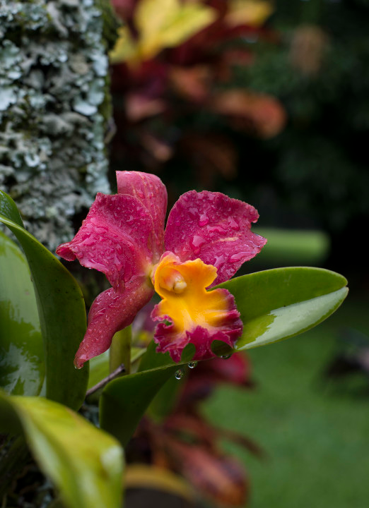 water orchids