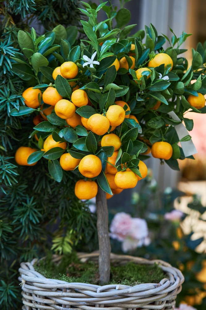 An image of a healthy and vibrant Calamondin Orange tree, a popular choice for indoor fruit trees due to its tangy flavor and decorative appearance.