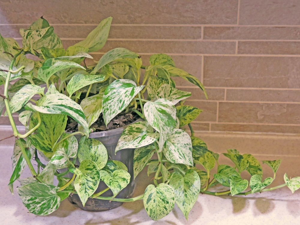 Pothos Decoration Ideas