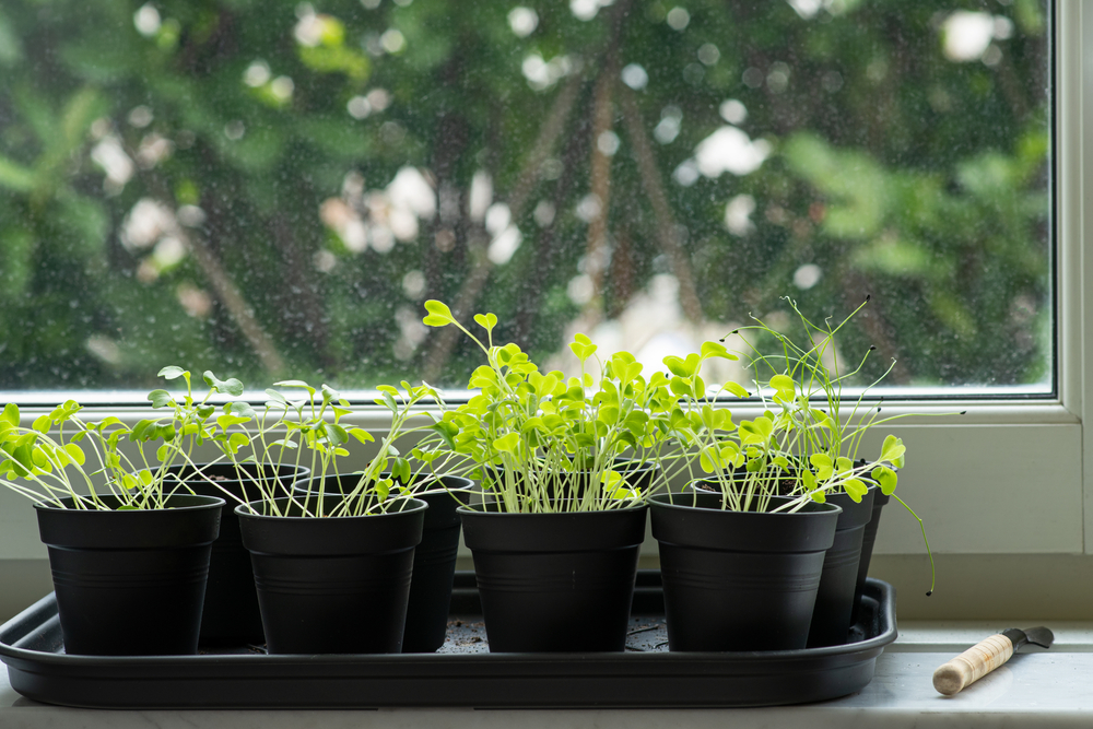 Watering Plants From the Bottom