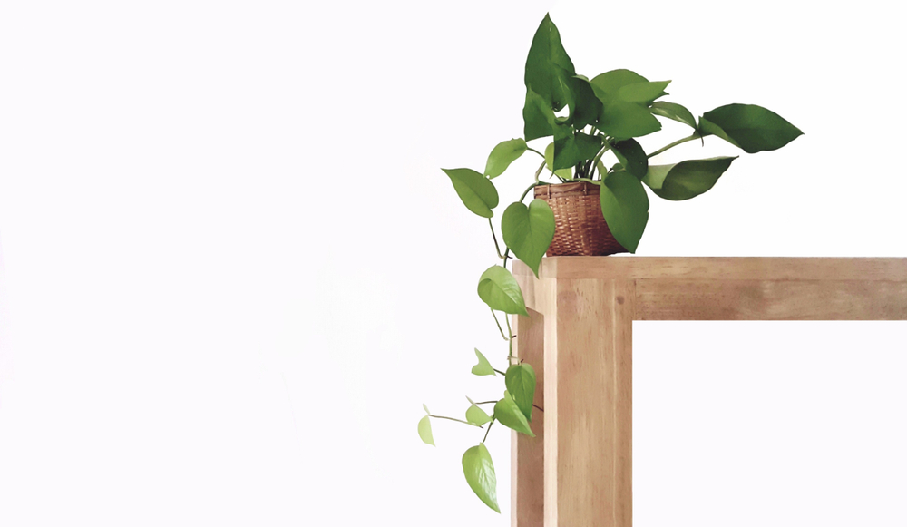 Pothos Decoration Ideas