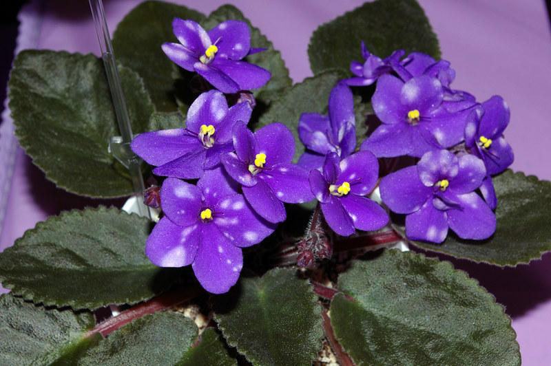 African Violets, Ness Blueberry Puff / Flickr / Bob Dilgard