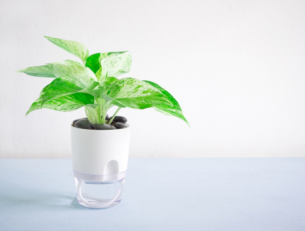 Watering Plants From the Bottom