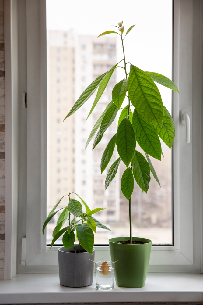 A picture of an Indoor Avocado Tree