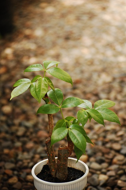 money tree, plant, bonsai