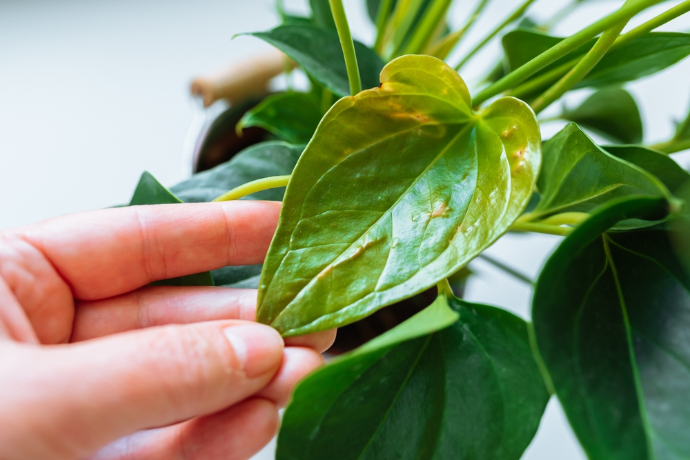 A Crystal Anthurium with green heart shaped leaves