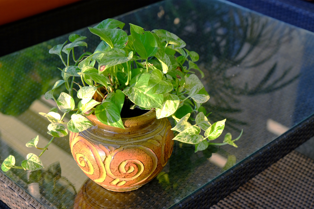 Pothos Decoration Ideas