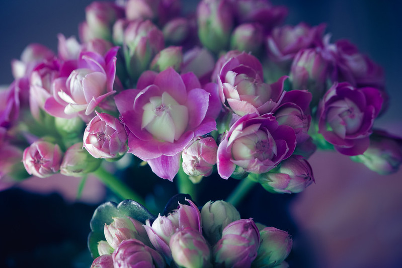 Florist Kalanchoe / Flickr / Carol VanHook