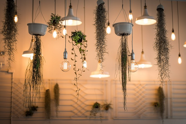 lights, decoration, hanging plant