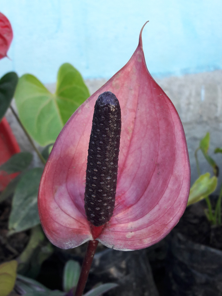 A stunning Anthurium magnificum with light green leaves