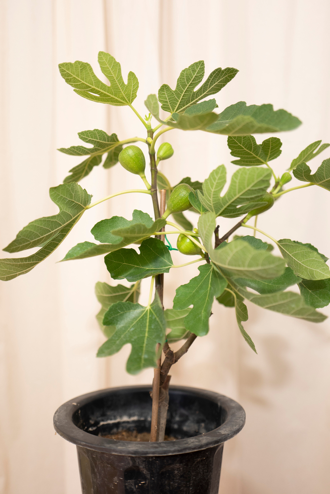 A picture of a Fig Tree