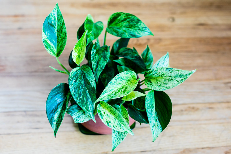 Variegated pothos / Flickr / Spurekar