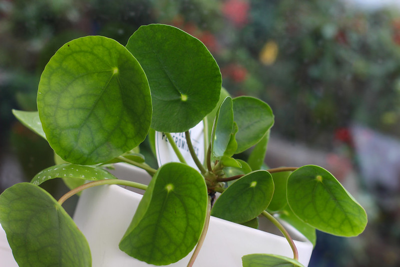 Chinese Money Plant for Interior Foliage / Flickr / Kevin Walsh