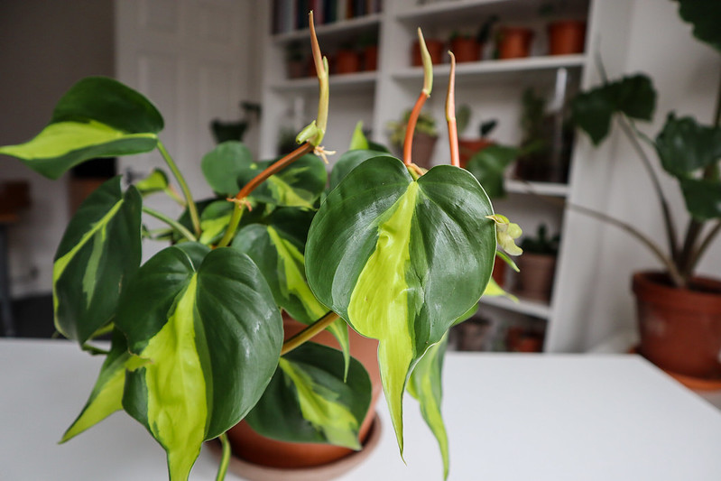 Indoor Foliage Plants / Flickr /Dan Jones