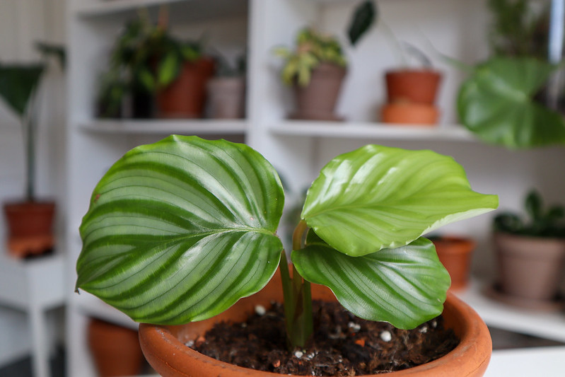 Calathea Orbifolia Tropical Plant in an Indoor Garden / Flickr / Dan Jones