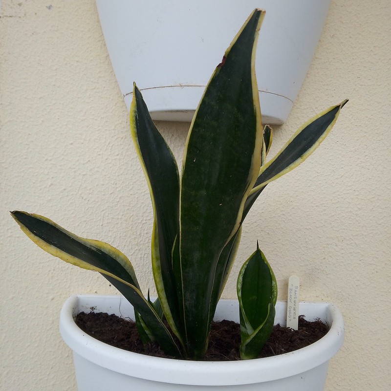 Sansevieria Trifasciata "Black Gold" / Flickr / Salfcs