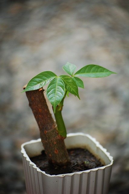 money tree, bonsai, garden