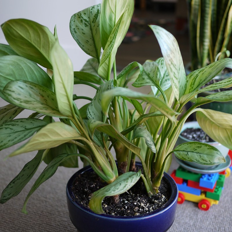 Chinese Evergreen (Aglaonema) / Flickr / Marissa Anderson