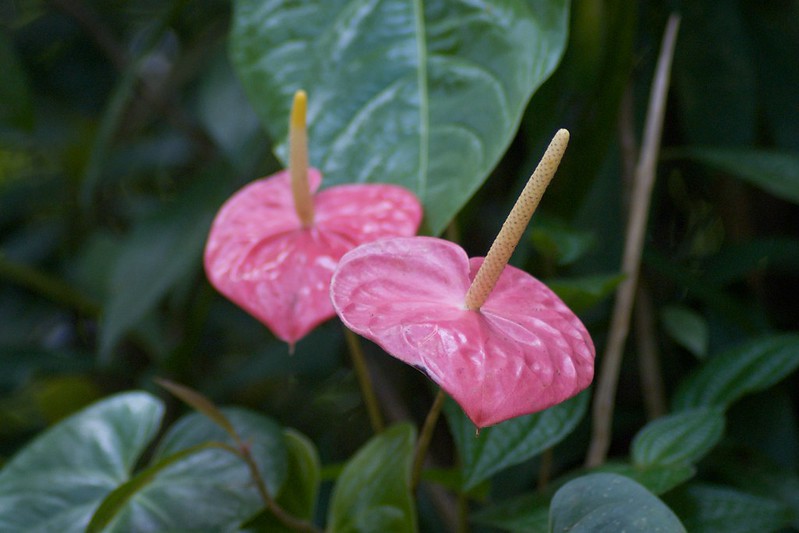 Flamingo Flower (Pink Anthurium) - Indoor Foliage Plants / Flickr / a200/a77Wells