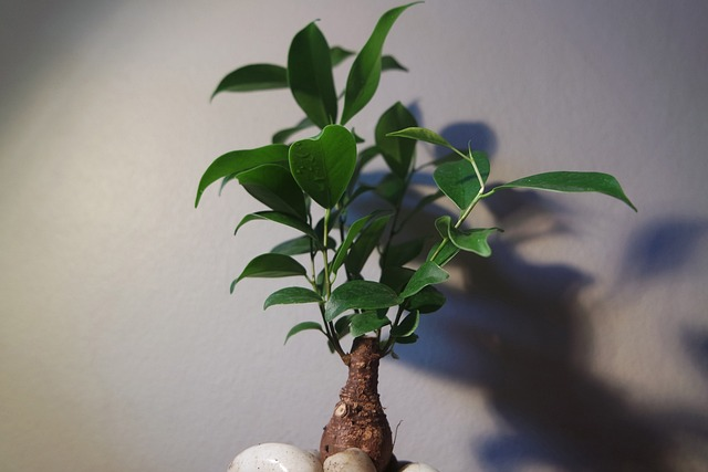 bonsai, tree, indoor